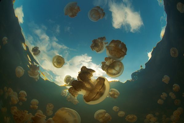 Озеро медуз на архипелаге Палау